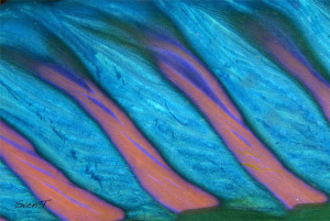 Abstract.. by Sven Tramaux 